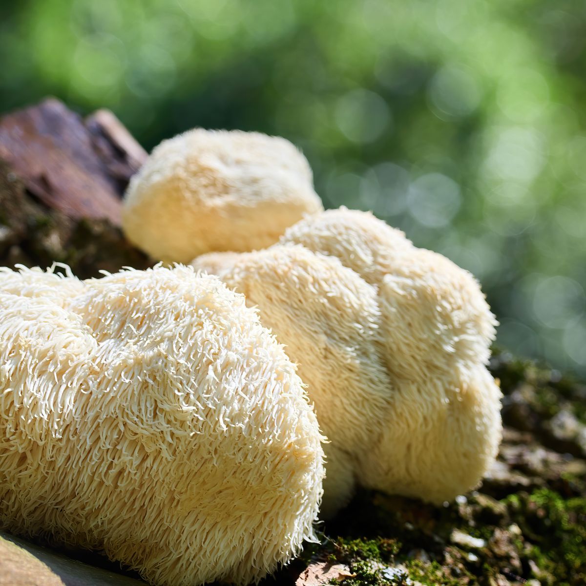 Fresh Lion's Mane mushroom growing — the key ingredient in GOOD MORNING MOTHERFUNGI®