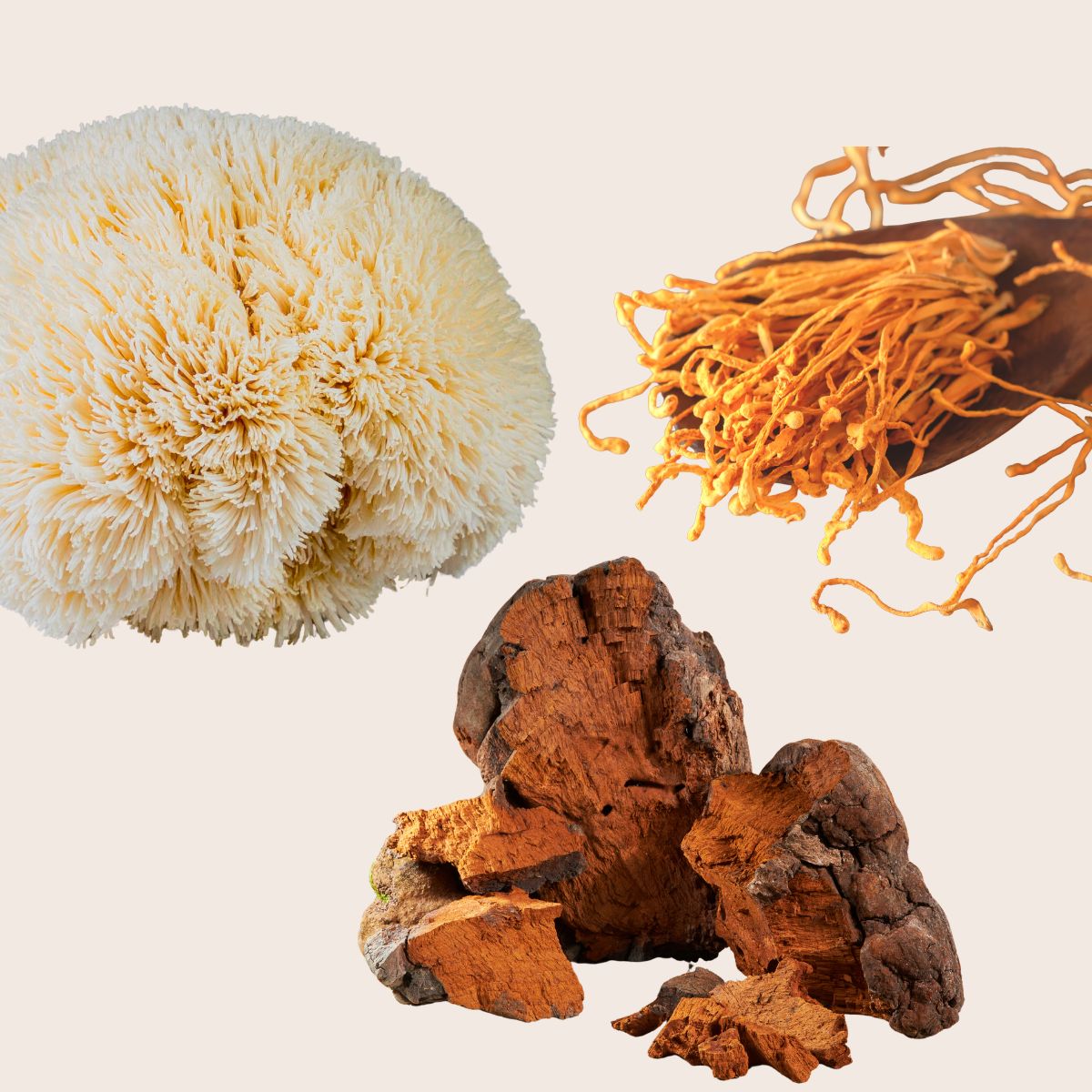 Chaga, Lion's Mane and Cordyceps — the three functional mushrooms in GOOD MORNING MOTHERFUNGI®